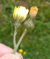 Hieracium caespitosum image